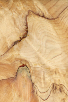 Macro photo of wood cross section Wood grain texture background