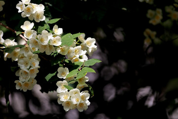 A Branch Of Blooming White Jasmine (Mock Orange, Philadelphus) Flowers Illuminated By Sunlight Against A Dark, Shady Background. Copy Space.
