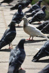 A Single White Pigeon Standing Out In A Flock Of Common Grey Pigeons On A Pavement. Concept Of Individuality, Uniqueness And Being Different.