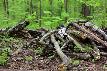 A Pile Of Dry And Broken Tree Branches (Brushwood) Lying On The Forest Floor Against A Green Woodland Background. Preparing Firewood.