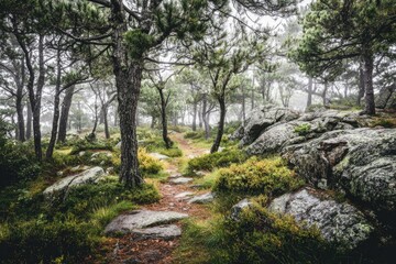 Fototapeta premium Misty forest path winding through rocks and trees.
