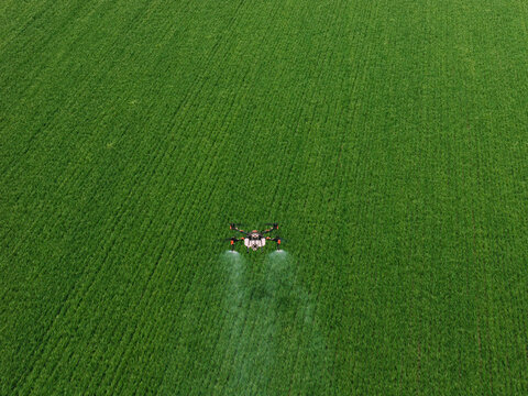 Drone Spraying Crops in Vast Green Agricultural Field