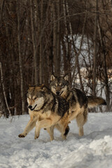 Grey Wolves (Canis lupus) Chase Through Snow Winter