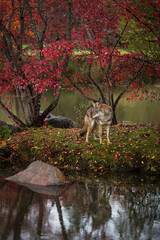 Coyote (Canis latrans) Stands on Island Looking Left Autumn