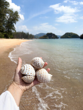 UGC anonymous hand holding pretty shells at the beach
