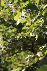 green leaves in the forest