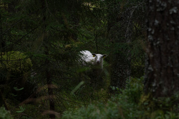 Lamb in a mossy conifer forest, Norway – summer
