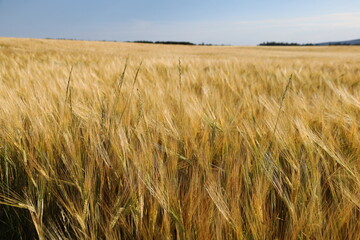 Golden barley fields swaying in the wind in Scotland, UK