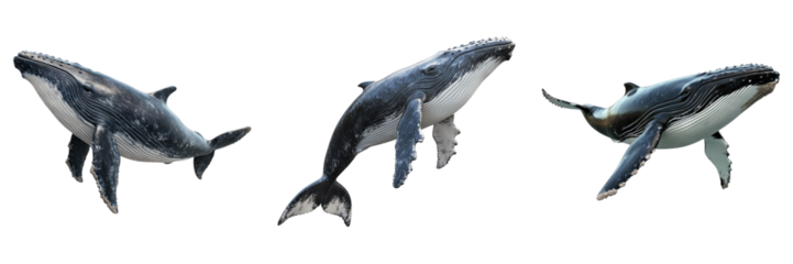 Set of whale isolated on transparent background