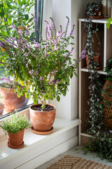 Flowering Thai basil bush and thyme plant in clay pots on windowsill at home. Cultivation homegrown aroma spicy herbs, indoor gardening. Green hobby concept
