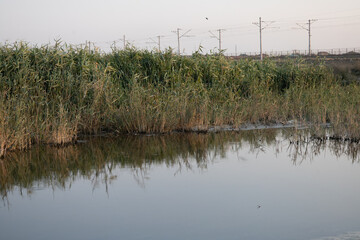 A beautiful view of reeds on a lake against the backdrop of a railway line
