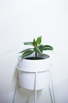 Zebra Plant in White Planter Against White Background