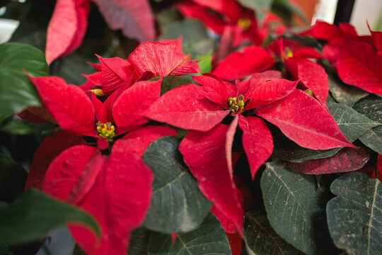 Red Poinsettia Plant Blooms in Natural Light
