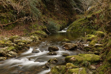 stream in the forest