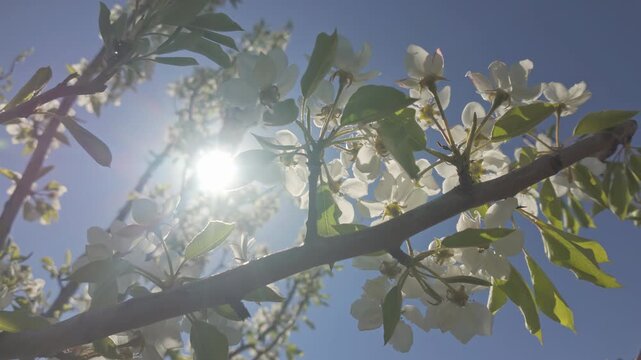 Bottom view, camera moves along the branch covered with green leaves and white flowers on blossom Common Pear tree, Pyrus communis on blue sky with bright sun background, backlit, close-up