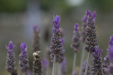 Obraz premium lavender field in provence
