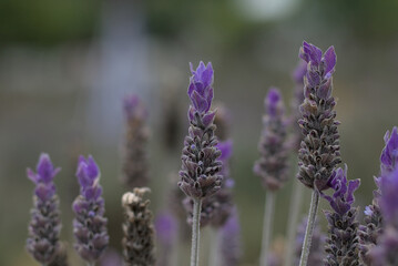 lavender flowers in provence