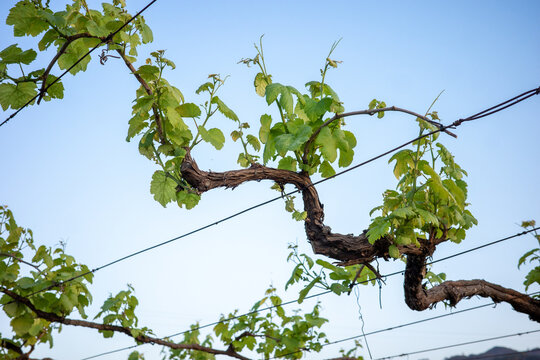 Vineyard With Lush Green Grapevines Under Clear Blue Sky