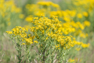 Close up of common ragwort (jacobaea vulgaris) flowers in bloom