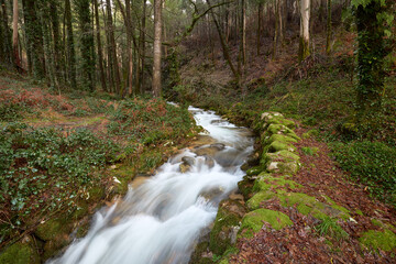 Flowing stream through a lush forest in a serene natural setting during daylight hours
