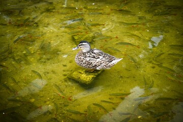 A duck on a stone with fish swimming around.