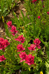 paintbrush flowers in colorado