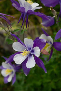 violet flower in the garden