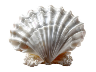 Obraz premium Elegant, pearlescent seashell with intricate textures evokes serenity and natural beauty, perfect for design projects and coastal themes