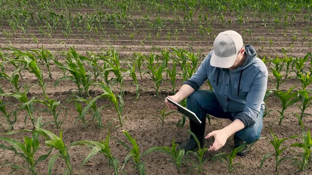 agriculture, farmer working corn field digital tablet, Agricultural progress through technology, Farmer s digital daily routine, Cornfield business management tools, Young plants in tidy rows, Tablet