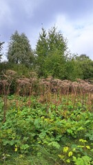 Obraz premium Lush green vegetation surrounds a cluster of dried plants with tall stems and feathery tops, creating a natural landscape filled with diverse textures and colors