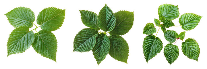 Set of raspberry leaves isolated on transparent background