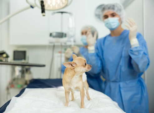 Man veterinarian and senior female assistant, after surgical treatment, applied bandage to dogs abdomen, monitor behavior and general well-being, prepare chihuahua dog for surgery