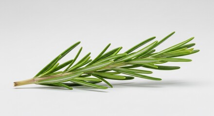 Fototapeta premium Fresh Rosemary Sprig: Aromatic Herb with Needle-Like Leaves on White Background
