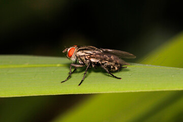 Close-up of a red-eyed fly resting on a green leaf in nature