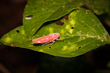 Bright Pink Insect on Green Leaf in Natural Forest Environment