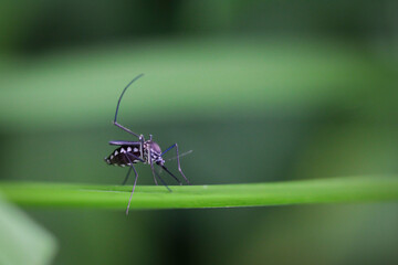 Close-Up of a Black and White Insect on a Green Leaf in Nature
