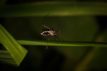 Close-Up of a Mosquito Resting on a Green Leaf Surface in Nature