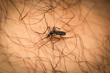 Close-Up of Mosquito Crawling on Skin with Fine Hair Detail