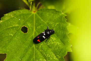 Black and Red Insect Resting on Green Leaf in Natural Habitat