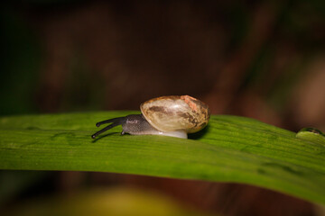 Snail with Shell on Green Leaf in Natural Habitat at Night