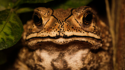 Close-up of a Frog Camouflaged in Green Leaves in Nature