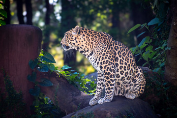 Rare Javan leopard lounging on rock, highlighting its distinct fur patterns in natural environment.