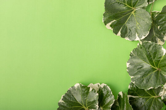 Tropical flat lay shield aralia or polyscias scutellaria leaves branch on vibrant green surface background