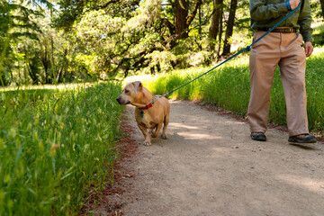 dog sniffing on walk