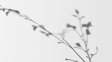 Obraz premium Abstract shadow branch on wind background