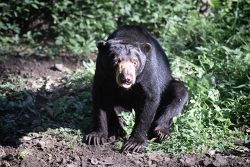 High angle view of Helarctos malayanus, also known as the sun bear, honey bear, or beruang madu, a bear species in the family Ursidae found in the tropical forests of Southeast Asia.