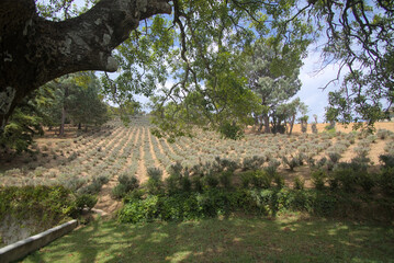 vineyard in the spring