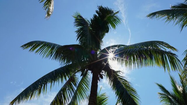 Coconut palm trees