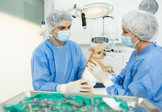 Attentive young veterinarian assisting elderly female colleague in preparing little Chihuahua with bandaged abdomen for surgery in operating room of veterinary hospital
