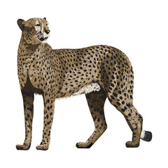 Cheetah vector illustration. Wildlife African animal, wild animal, big cat detailed design on transparent background